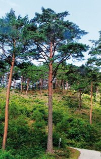 미인 금강소나무, 350세에 키 35m, 가슴높이 두께 88cm.