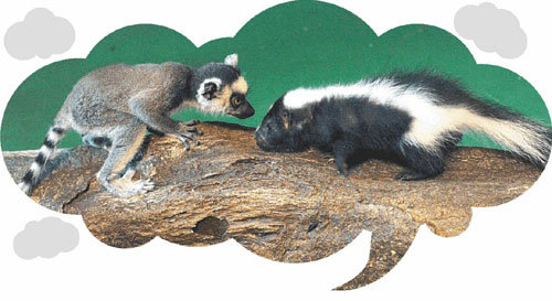 최근 경기 용인시 에버랜드 내 동물원에서 냄새로 기 싸움을 벌이는 알락꼬리여우원숭이(왼쪽)와 스컹크. 사진 제공 에버랜드