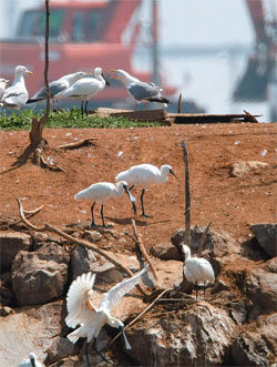 멸종위기 희귀 조류인 저어새가 송도국제도시 인근 남동유수지 돌섬에서 재갈매기 등과 함께 노닐고 있다. 갯벌이 사라지면서 저어새가 남동유수지 섬을 피난처로 삼아 둥지를 틀고 있는 것. 하지만 10월경 매립 공사로 남아 있는 갯벌이 사라지면 저어새 서식 환경에도 나쁜 영향을 미칠 것으로 전망된다. 동아일보 자료사진