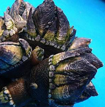 섬지역 갯바위에 붙어 자라는 거북손은 최고급 요리 재료로 쓰인다. 사진 제공 전남도 수산기술사업소 고흥지소