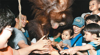 경기 과천시 서울대공원은 동물을 직접 손으로 만질 수 있는 야간 동물 체험 프로그램 ‘서울 동물원 별밤축제-아프리카의 밤’을 매일 밤 10시까지 열고 있다. 이 프로그램은 다음 말까지 진행된다. 사진 제공 서울시