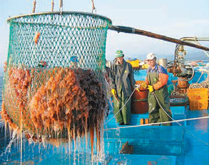 피서지 불청객 해파리를 어민들이 대형 뜰채로 건지고 있다. 동아일보 자료 사진