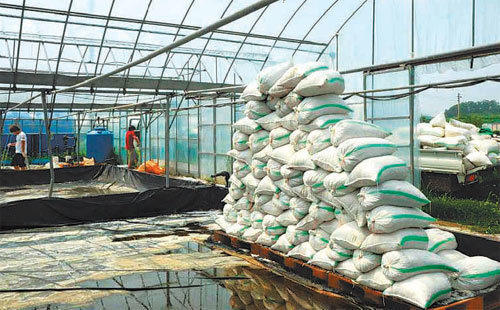 충북 괴산군 농업기술센터가 절임배추를 생산하고 남은 소금물을 자연증발 방식으로 처리해 소금을 재생산하고 있다. 사진 제공 괴산군농업기술센터