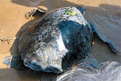 지난해 10월 부산을 떠났던 푸른바다거북 ‘은북이’가 제주도와 일본을 거쳐 최근 전남 고흥반도로 돌아온 것이 확인됐다.사진 제공 국립수산과학원