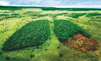 무분별한 벌채로 열대우림이 사라지는 현상을 허파가 손상된 모습에 비유한 세계자연보호기금(WWF) 포스터. 저자는 산림과 지하수 등 공유 자원의 파괴나 고갈을 막기 위해서는 자원 사용자가 직접 다양한 제도를 정하는 것이 대안이라고 말한다. 사진 제공 세계자연보호기금