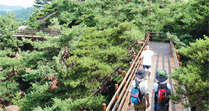 북한산 둘레길 하늘길 구간(서울 은평구 불광동)에 있는 ‘스카이워크’ 다리를 등산객이 걷고 있다. 북한산 내 계곡 위에 설치돼 산의 하단 지역을 60m가량 횡단하는 이 다리는 인근 전망대로 이어지며 주변 시가지를 한눈에 조망할 수 있게 한다. 사진 제공 국립공원관리공단