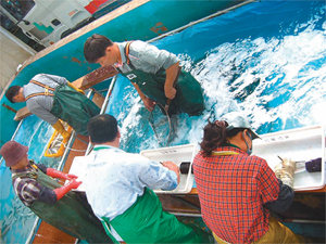 양어장 직원들이 배송 도중 죽기 쉬운 고등어를 살아있는 상태로 옮기기 위해 살아있는 고등어에게 침을 놓아 가수면 상태에 빠뜨리는 작업을 하고 있다. 사진 제공 신세계 이마트
