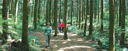제주지역에 새로운 걷기코스인 다양한 숲길이 속속 등장해 탐방객들이 취향에 맞게 선택할 수 있다. 사진은 제주시 절물휴양림의 장생 숲길. 임재영 기자 jy788@donga.com