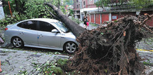 승용차 덮친 가로수 2일 오전 서울 서대문구 연대동문길에 중부지방을 강타한 제7호 태풍 ‘곤파스’로 인해 가로수가 자동차를 덮친 채 넘어져 있다. 이날 태풍으로 인천에서는 문학경기장 지붕이 날아가고 경기 안양시에서는 교도소 외벽이 무너지는 등 재산 피해가 속출했다. 기상청은 “피해액이 수백억 원 수준일 것”이라고 말했다. 시진 제공 헤럴드경제