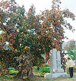 ‘하늘 아래 첫 감나무’로 불리는 경북 상주의 감나무. 530년 된 접목 유실수로 밝혀진 이 감나무는 현재도 연간 5000개의 감이 열린다. 사진 제공 경북도