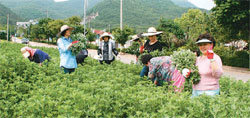 강화 아르미애월드의 약쑥 체험 참가자들이 재배 현장에서 약쑥을 수확하고 있다. 아르미애월드는 2006년 지식경제부로부터 ‘강화약쑥특구’로 지정받았다. 사진 제공 아르미애월드