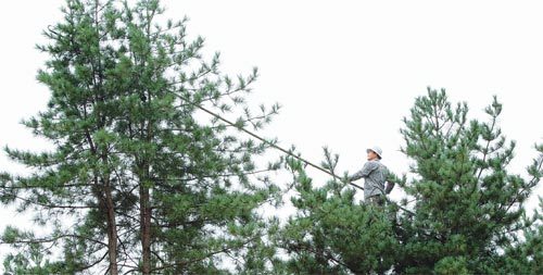 8일 오후 경기 가평군 상면 축령산 자락에서 한 농민이 나무에 올라 잣을 수확하고 있다. 올해 잣농사는 10여 년 만에 최대 풍작을 기록할 것으로 보인다. 사진 제공 가평군