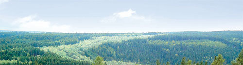 동-서독 철책선이 있던 곳 서독 바이에른 주와 동독 튀링겐 주 사이의 프로프슈첼라의 경계 지역. 철책선을 걷어내고 지뢰만 제거한 지역에서 20년이 지나자 10∼20m 높이의 전나무 숲이 형성됐다. 짙은 초록색은 나무가 이미 다 컸기 때문이고 철책선의 연한 초록색은 같은 나무지만 젊기 때문. 동서독의 융합을 보여주는 자연의 상징적인 모습이다. 프로프슈첼라=하종대 기자 orionha@donga.com