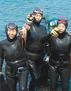 제주해녀문화의 재조명과 세계화를 위해 내년 세계해녀축제가 열릴 예정이다. 서귀포시 성산일출봉 인근 해역에서 잡아올린 수산물을 들어보이고 있는 해녀들. 임재영 기자 jy788@donga.com