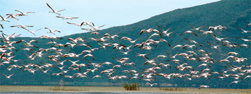Hundreds of flamingos soar into the air in Ichkeul National Park. This park is the largest habitat for migratory birds in North Africa. About 300,000 migratory birds belonging to 250 bird groups come to spend a season each year. Ichkeul is a vast transit spot for birds traveling between Africa and Europe.
