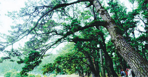 산림청과 생명의 숲, 유한킴벌리가 주최한 제11회 아름다운 전국 숲 대회에서 ‘올해의 가장 아름다운 숲’으로 선정된 전남 진도군 관매도 해송 숲. 사진 제공 산림청