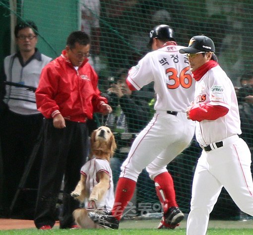 멍멍! 정권오빠, 쐐기포 축하해요 SK 박정권(36번)이 6-4로 아슬아슬하게 앞선 6회말 1사 2루서 우중월2점쐐기포를 쏘아올린 후 덕아웃 앞에서 기다리고 있던 SK마스코트견 미르와 하이파이브를 시도하고 있다.