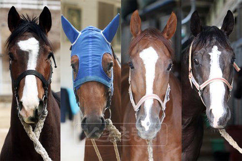 기라성, 장군바다, 대사형, 수성티엑스 (왼쪽부터).