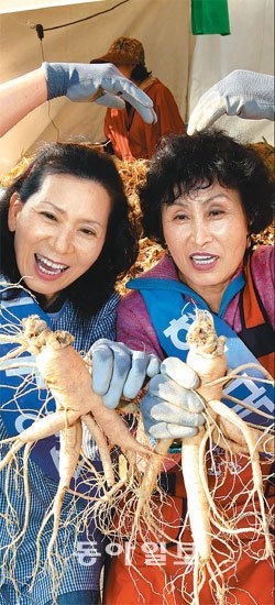 22일 서울 청계광장에서 열린 ‘2010 대한민국 인삼축제’에서 판매자들이 인삼을 홍보하고 있다. 전 세계에서 효능을 인정받고 있는 한국의 우수 브랜드인 인삼을 국내외에 대대적으로 알리기 위해 열린 이번 행사는 28개 단체 및 기업이 참가해 24일까지 계속된다. 양회성 기자 yohan@donga.com