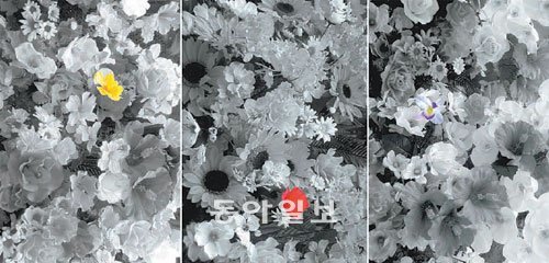 생화와 조화를 뒤섞어 배치한 뒤 촬영한 전수천 씨의 ‘꽃 사진’ 연작.