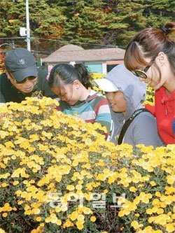 경북 안동시 서후면 봉정사 주변 국화밭을 찾은 가족이 국화향을 음미하고 있다.사진 제공 안동시