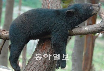 지리산에 방사된 반달가슴곰 한 마리가 나무 위에 걸터앉아 휴식을 취하고 있다. 지리산 내 반달곰의 가을철 주요 식량인 도토리가 크게 줄면서 반달곰이 먹이를 찾아 인근 마을로 내려올 우려가 커진 상태다. 사진 제공 국립공원관리공단