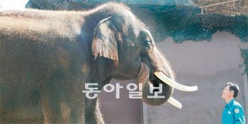 에버랜드 동물원 내 ‘말하는 코끼리’로 유명한 코식이가 사육사 김종갑 씨와 이야기를 나누고 있다. 코식이는 입에 코를 넣어 바람 세기를 조절해 소리를 낸다. 현재 코식이는 김 씨가 자주 말하는 “좋아” “누워” 등 7개 단어를 흉내 낼 수 있다. 사진 제공 에버랜드