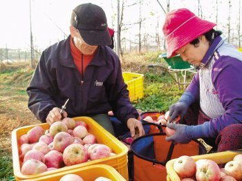 전춘섭 씨가 전남 장성군 남면 평산리 자신의 과수원에서 기적의 사과를 수확하고 있다. 전 씨는 8일 사과 수확을 끝마쳤다. 이형주 기자 peneye09@donga.com