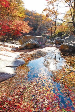피아골계곡 물웅덩이에 수북히 떠있는 ‘단풍 나뭇잎배’.    지리산=서영수 전문기자 kuki@donga.com