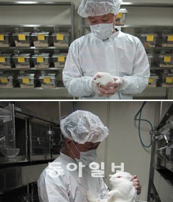 식품의약품안전청의 직원이 충북 청원군 오송면 보건의료행정타운으로 옮길 실험용 쥐(왼쪽)와 토끼(오른쪽)의 상태를 살펴보고 있다. 식약청이 매년 연구에 사용하는 실험동물은 10여 종, 3만여 마리.식약청은 이 중 고가(高價) 희귀종을 골라 오송으로 이전할 계획이다. 사진 제공 식품의약품안전청