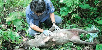 야생동물 구조·치료센터 정동혁 수의팀장이 8월 5일 올무에 걸린 멧돼지를 구조하기 위해 마취 후 청진기로 건강상태를 진찰하고 있다.사진 제공 지리산 야생동물 구조·치료센터