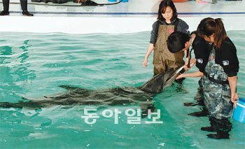 돌고래를 만지고, 먹이를 주고, 스킨십을 할 수 있는 체험관이 제주 서귀포시 화순해수욕장 주변에 문을 열었다. 임재영 기자 jy788@donga.com
