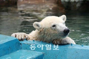 러시아에서 온 아기 북극곰 ‘삼손이’가 22일부터 서울동물원에서 관람객들을 맞이한다. 서울동물원은 내년 2월 말까지 삼손이를 데리고 있을 예정이다. 사진 제공 서울동물원