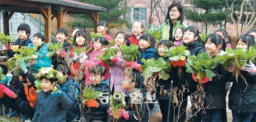 지난달 30일 경기 용인시 신릉초교 학생들이 학교 농장에서 직접 재배한 배추를 수확한 뒤 환하게 웃고 있다. 사진 제공 경기농림진흥재단