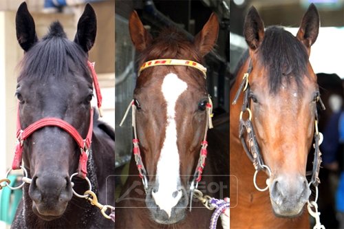 에이스 갤러퍼, 블루핀, 빅이지 (왼쪽부터). 스포츠동아DB