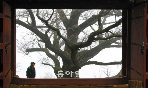 남양주 운길산 수종사 한쪽엔 늙은 선승이 한 분 우뚝 서 계신다. 은행나무다. 해탈문 곁에서 500년 동안 묵언정진하고 있다. 키 35m에 가슴둘레 2m. 아직도 몸매가 울퉁불퉁 헌헌대장부다. 늦가을 수천 수만 마리의 노랑나비들이 선승의 머리 손 발 가슴 어깨에 앉아 나비잠을 잔다. 그래도 선승은 꿈쩍하지 않는다. 온몸에 ‘은빛살구’가 주렁주렁 매달린다. 역시 오불관언, 지그시 눈을 감고 있다. 도대체 선승의 면벽수행은 언제 끝나는가. 칼바람 몰아치는 동짓달 새벽, 가끔 마른기침 소리가 들린다. 속이 하도 썩고 또 썩어 곰삭은 두엄 냄새가 솔솔 새나온다. 남양주 운길산=서영수 전문기자 kuku@donga.com