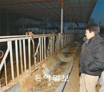 텅빈 축사 인터넷에 ‘눈물의 구제역 살처분 일기’를 올려 많은 누리꾼의 심금을 울린 유동일 씨가 24일 아버지가 운영하는 경기 파주시의 부일농장에서 착잡한 심정으로 텅 빈 축사를 들여다보고 있다. 축사에서 살던 소 121마리는 21일부터 모두 9시간 반에 걸쳐 도살처분됐다. 파주=원대연 기자 yeon72@donga.com