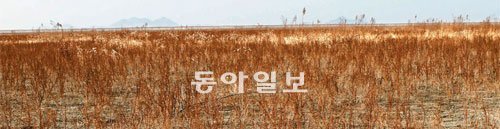 23일 전북 부안군 하서면 새만금 간석지에 ‘칠면조처럼 계절마다 색이 변한다’는 칠면초가 다량으로 자라고 있다. 간석지에 심어진 칠면초는 비산먼지가 날리는 것을 막는 등 환경오염을 예방하는 역할을 하게 된다. 김윤종 기자 zozo@donga.com