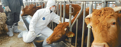 최전방 백신 접종 구제역이 전국적으로 확산된 가운데 6일 최전방지역인 강원 양구군 방산면 송현리에서 방역당국관계자가 축산농가를 찾아 백신을 접종하고 있다. 양구=연합뉴스