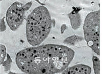 배아줄기세포 유래 혈소판. 사진 제공 차병원