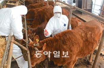 광주-전남 구제역 접종 시작 구제역 청정지역으로 남아있는 광주·전남에서도 구제역 예방 백신접종이 시작됐다.16일 광주 북구 월출동의 한 한우농장에서 광주 북구청 공무원들과 수의사들이 구제역 백신접종 작업을 벌이고 있다.축산농가 구제역 백신접종은 22일까지 완료할 예정이다. 박영철 기자 skyblue@donga.com