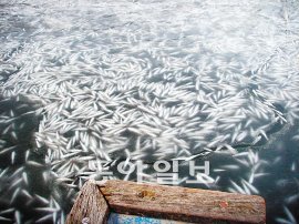 20일 전남 고흥군 도화면 구암리 김남철 씨의 육상양식장에서 숭어 떼가 추위에 모두 얼어 죽었다. 김 씨는 “숭어 60만 마리가 동사해 2억 원의 피해가 발생했다”고 주장했으나 양식(입식)신고를 하지 않아 보상을 받을 수 없는 처지다. 사진 제공 김남철 씨