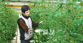 24일 전남 담양군 무정면 영천리 하우스에서 공기석 씨가 방울토마토 줄기를 살펴보고 있다. 공 씨는 “하우스 밖 공기에서 열을 가져다 난방을 하니 난방비 근심이 아예 사라져
행복하다”고 말했다. 사진 제공 담양군