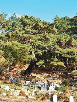 울산 북구 강동동의 수령 600년 된 소나무인 ‘활만송’. 이 소나무 바로 옆으로 도로 개설이 추진되자 환경단체가 “소나무 생육에 지장을 준다”며 노선 변경을 요구하고 있다. 사진 제공 울산생명의 숲