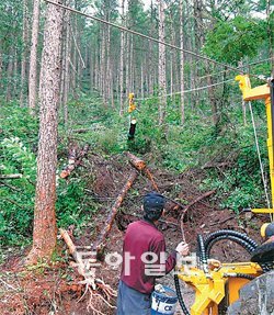 충북 제천시가 지난해 숲 가꾸기 사업으로 산불 예방과 일자리 창출 등 다양한 성과를 거뒀다 사진 제공 제천시