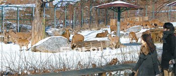 지난해 말 전국을 강타한 구제역과 조류인플루엔자(AI)로 이달 1일부터 문을 닫았던 서울동물원이 26일 재개장했다. 이날 오후 동물원을 찾은 관람객들이 구제역 대상인 우제류(발굽이 둘로 갈라진 동물)인 바바리양을 보고 있다. 과천=김재명 기자 base@donga.com