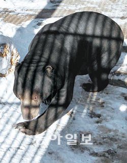 지난해 말 서울동물원을 탈출해 9일 동안 청계산을 휘젓고 다녔던 말레이곰 ‘꼬마’. 26일 오후 서울동물원을 찾은 관람객들을 맞이하기 위해 나왔다.