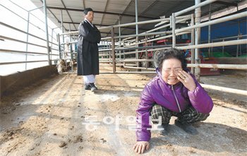 텅 빈 축사 보면 눈물만… “매일 아침 눈 맞추던 순하고 예쁜 것들이었는데….” 경북 안동시 임동면에 사는 박태용 씨(70·왼쪽)의 아내 문순남 씨(67)가 구제역 때문에 도살처분한 한우 22마리를 떠올리며 텅 빈 우리 앞에서 오열하고 있다. 안동=박영대 기자 sannae@donga.com