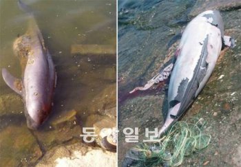 반포 지구서 죽은 채 발견된 상괭이(왼쪽)와 시화지구에서 그물에 걸려 죽은 상괭이.   동아일보 자료사진