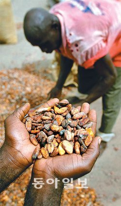 웃음과 행복, 달콤함으로 인식되는 초콜릿에는 착취당하는 아프리카의 어두운 현실이 숨어 있다. 카카오 원두 품질을 검사하는 모습. 동아일보 자료 사진